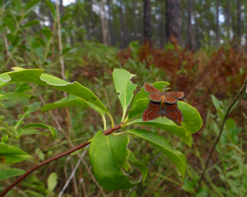 Little Metalmark mating pair